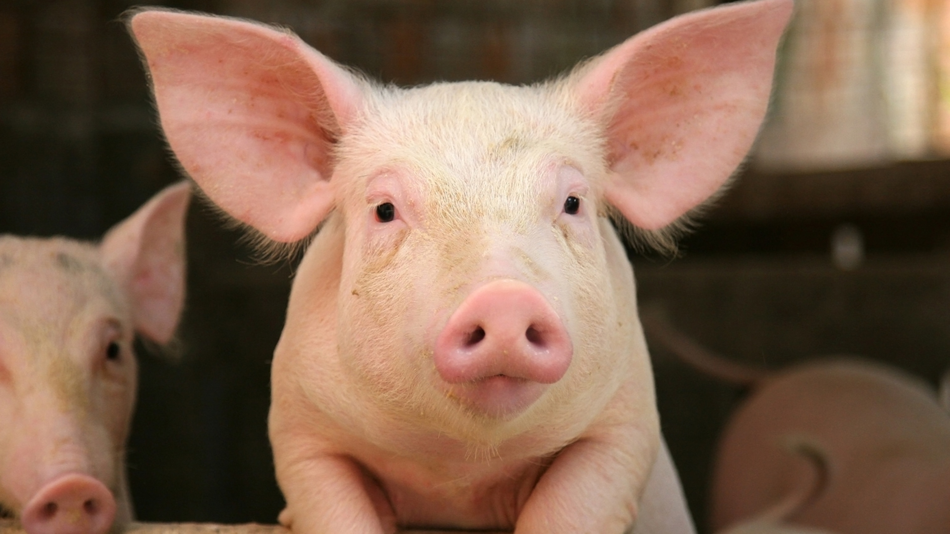 pictures of pig
