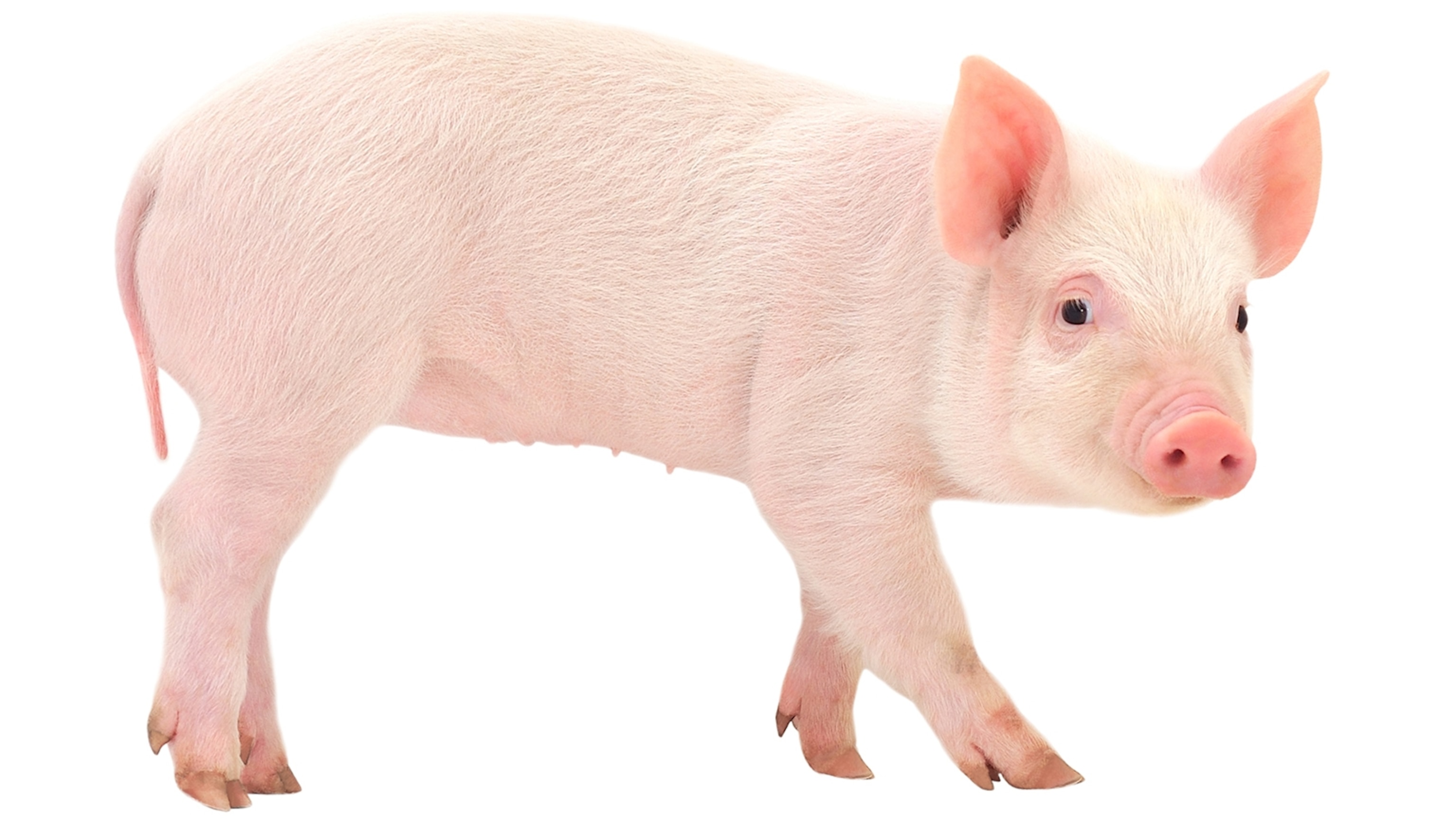 pictures of pig