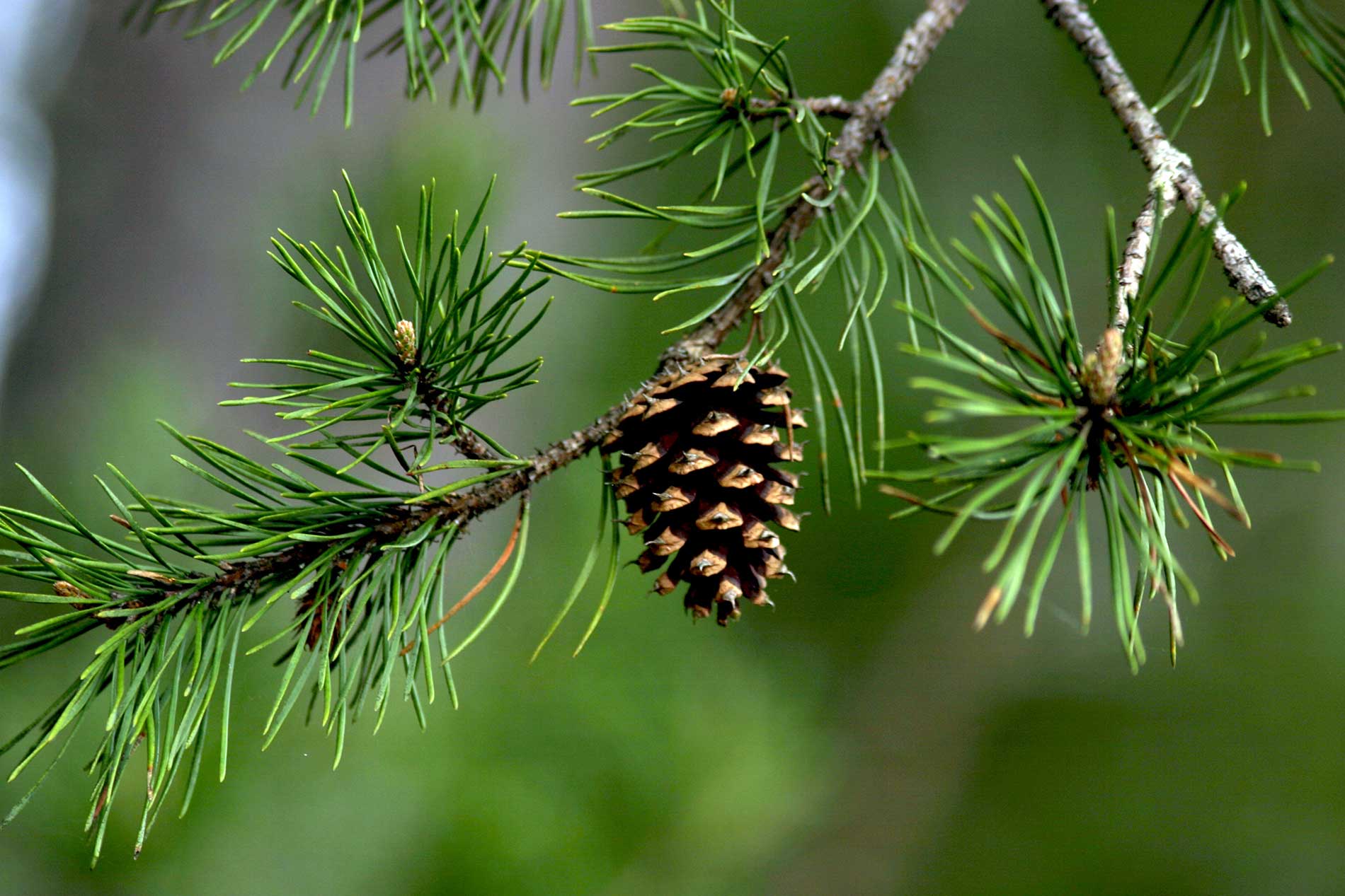 pictures of pine trees