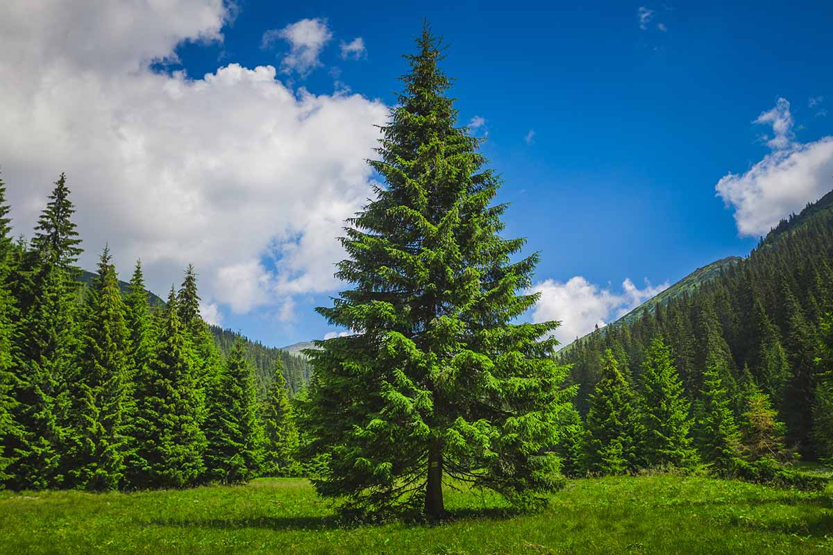 pictures of pine trees