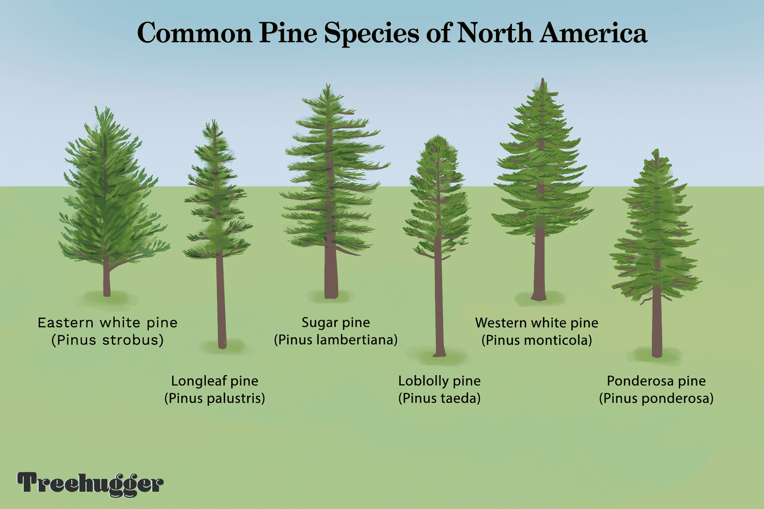 pictures of pine trees