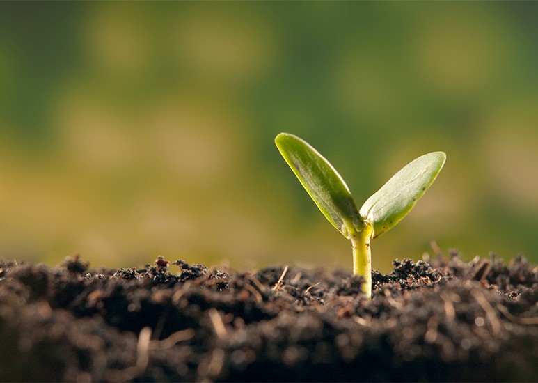 pictures of planting seeds
