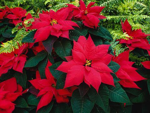 pictures of poinsettas