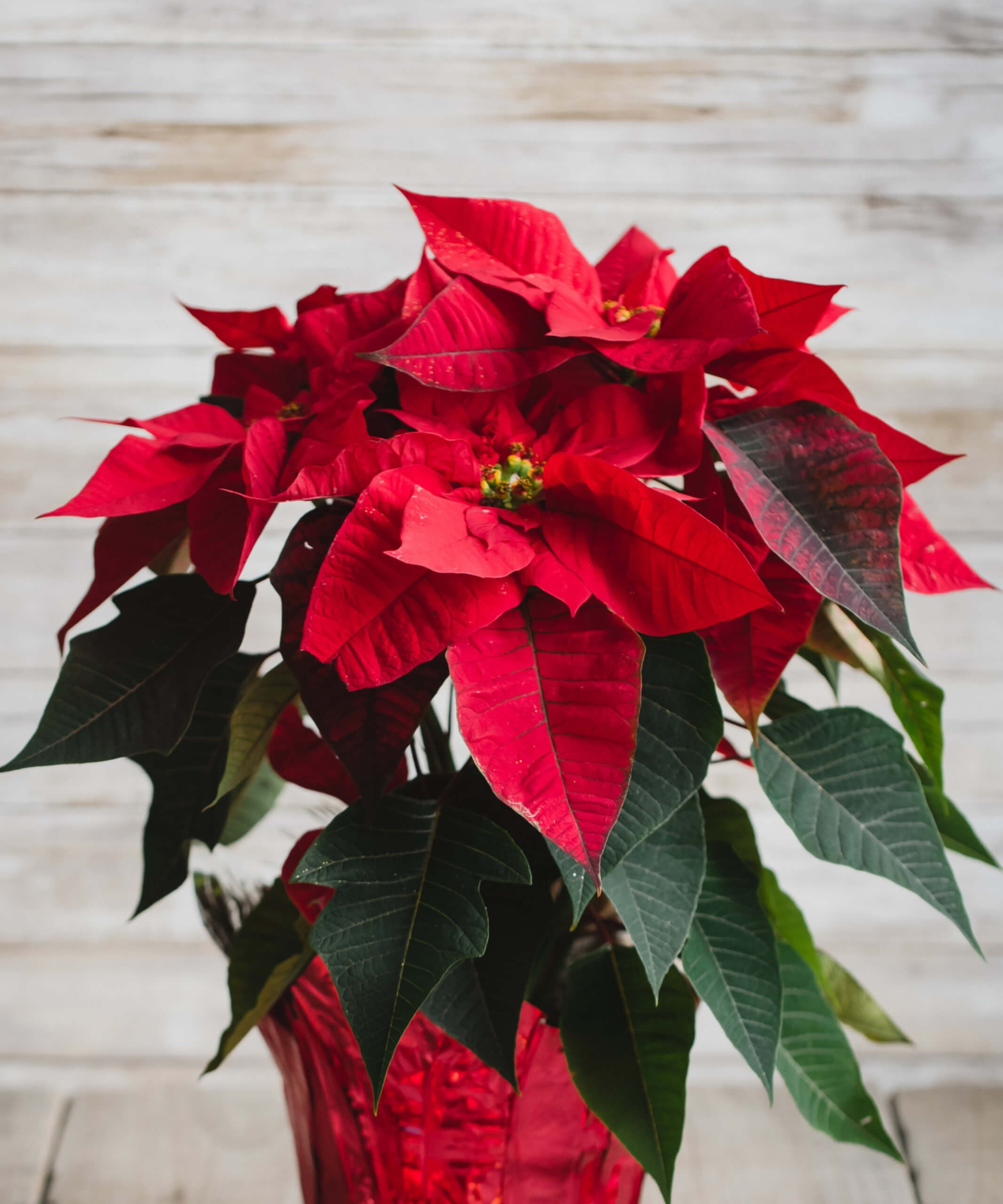 pictures of poinsettas
