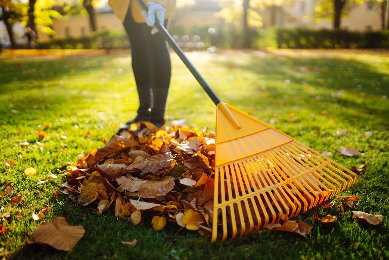 pictures of raking leaves