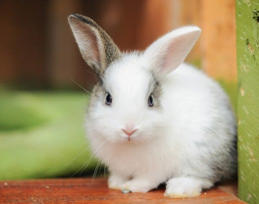 pictures of small animals