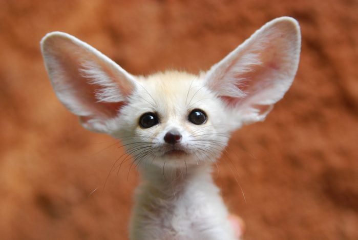 pictures of small animals