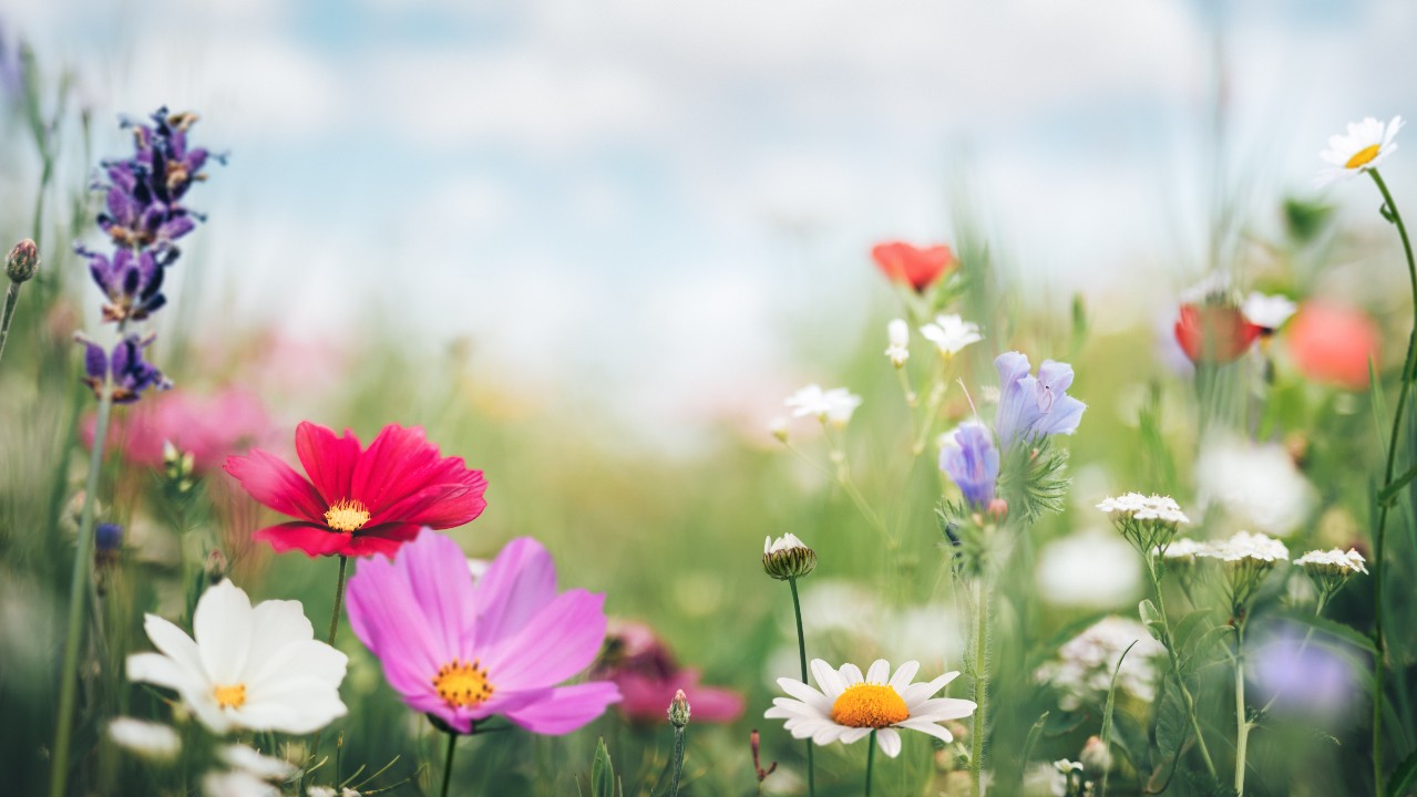 pictures of spring time