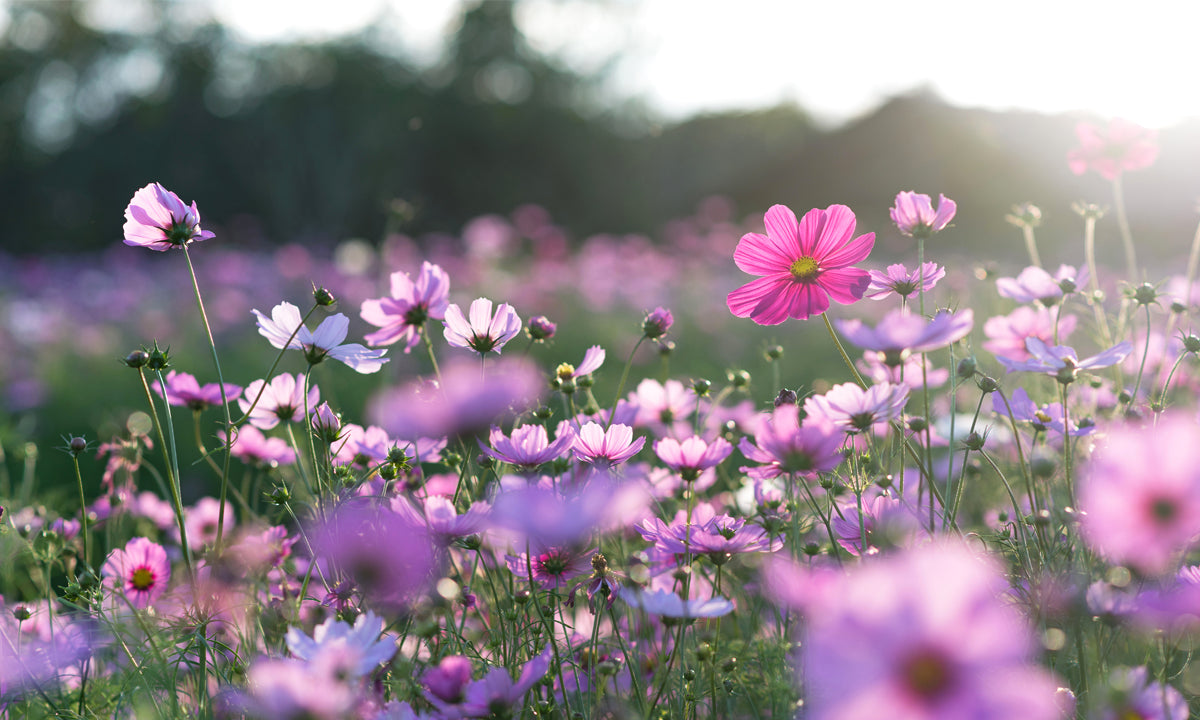 pictures of spring time