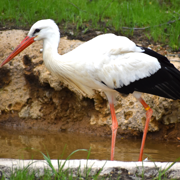 pictures of stork