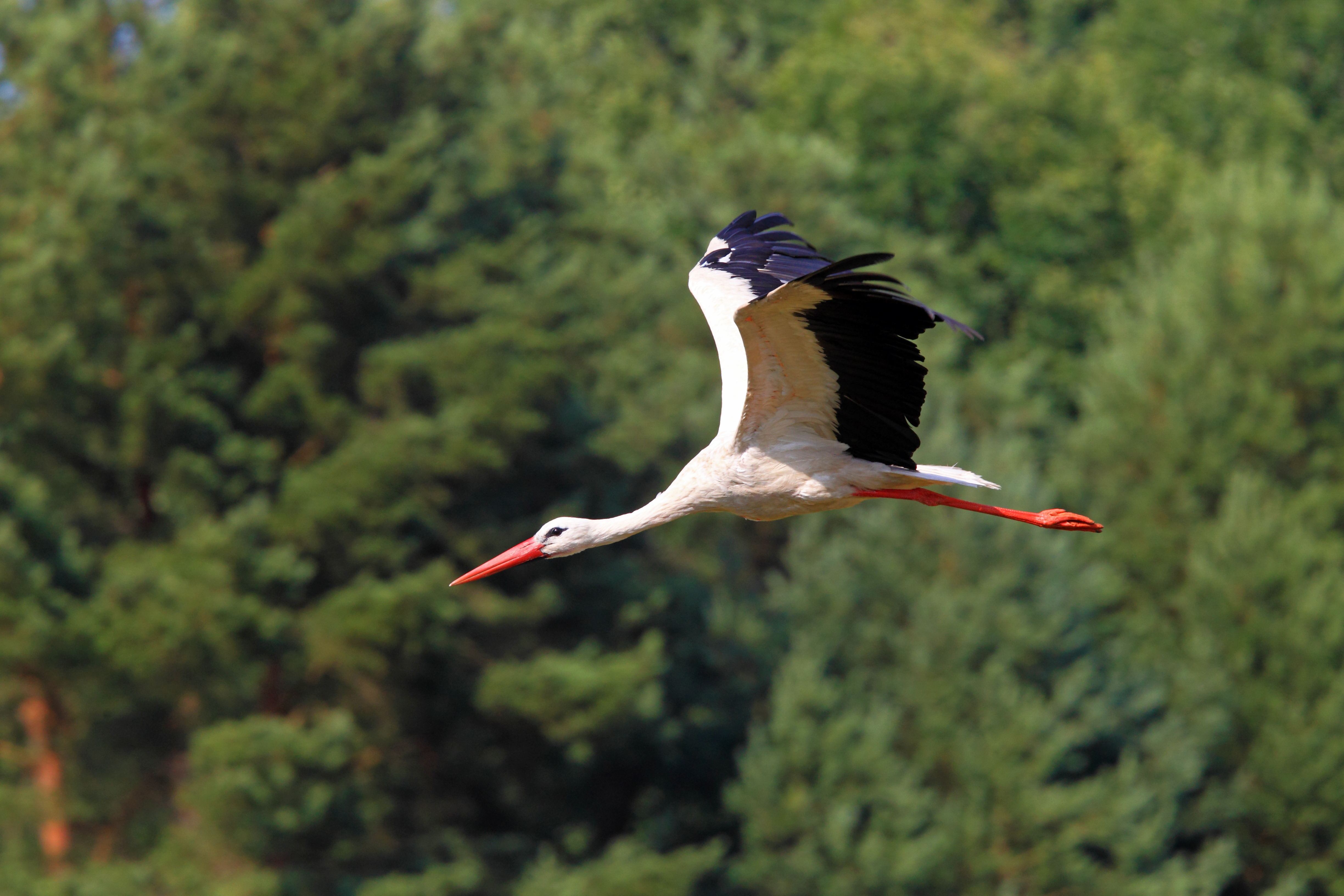 pictures of stork