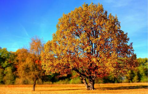 pictures of trees images