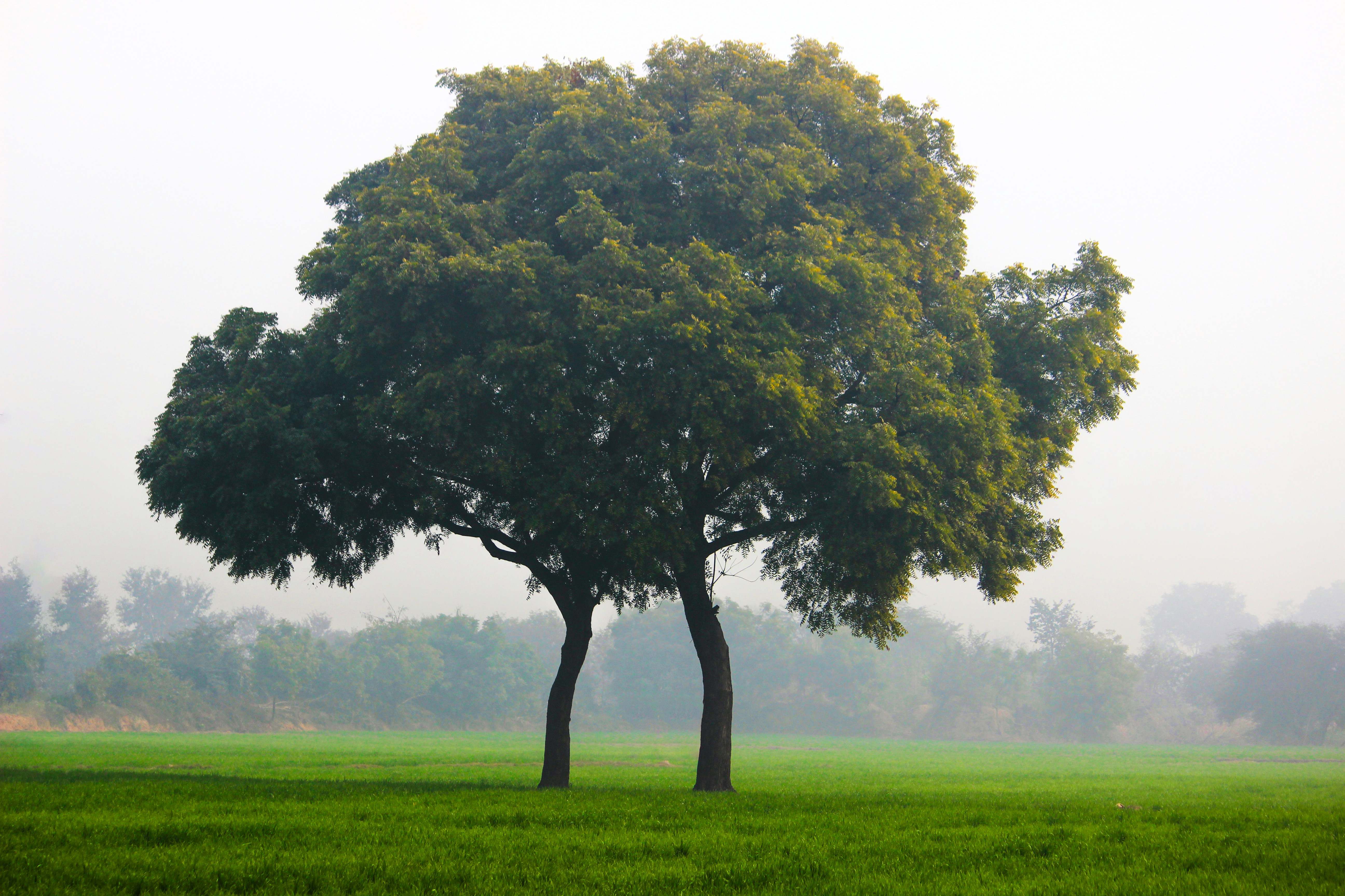 pictures of trees images