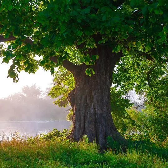 pictures of trees