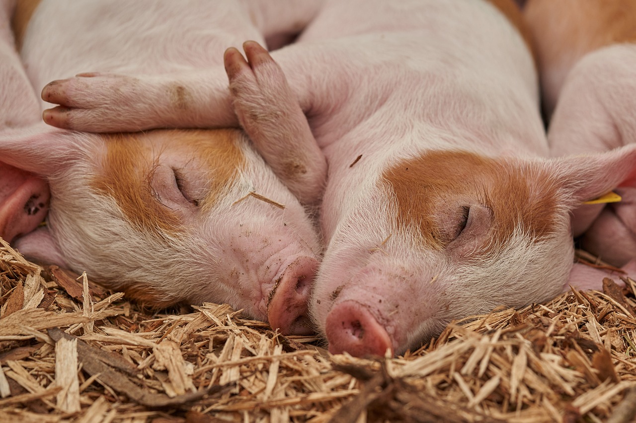 3,000+ Free Pig &amp; Nature Images - Pixabay