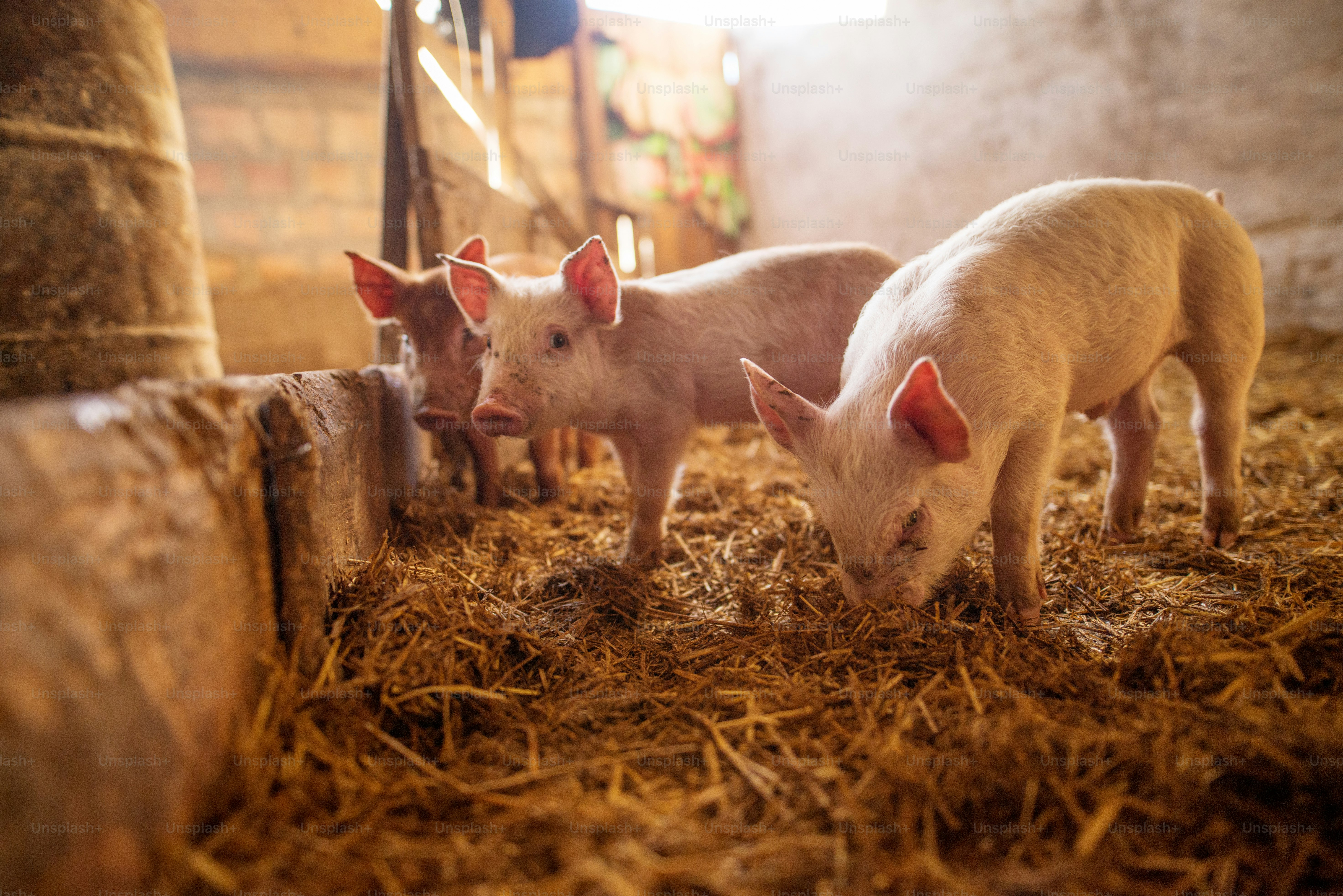 750+ Pig Pictures | Download Free Images &amp; Stock Photos on Unsplash