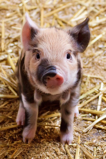 4,000+ Free Pig &amp; Nature Images - Pixabay