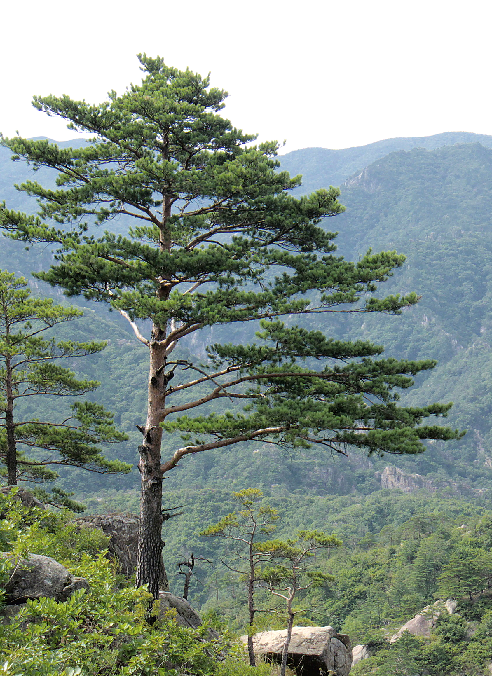 pine tree