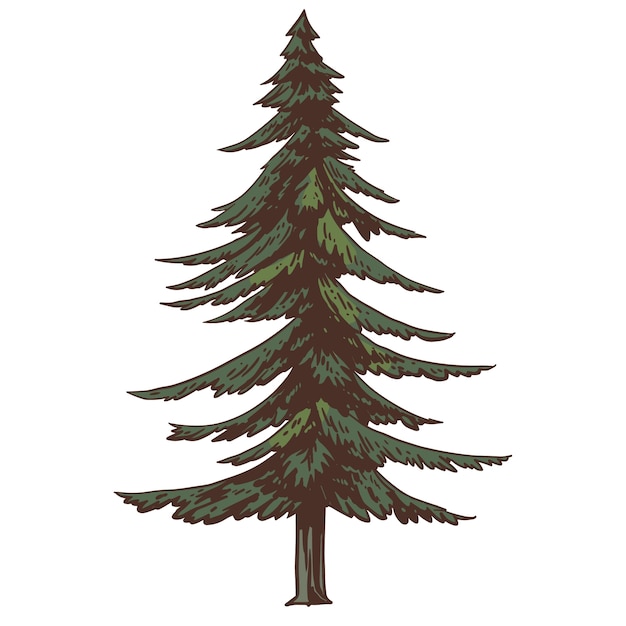 pine tree