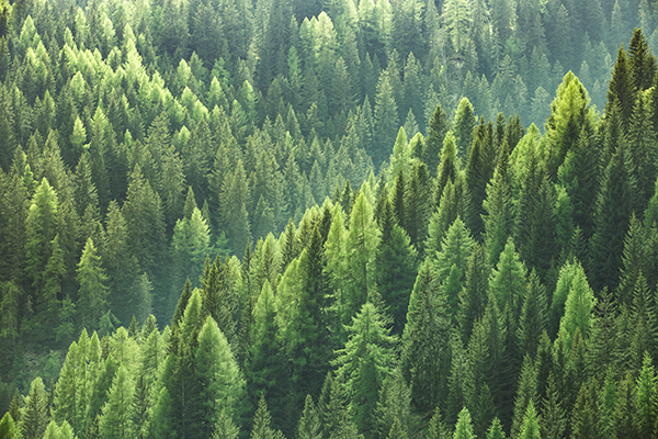 Forever Green | EEK WI