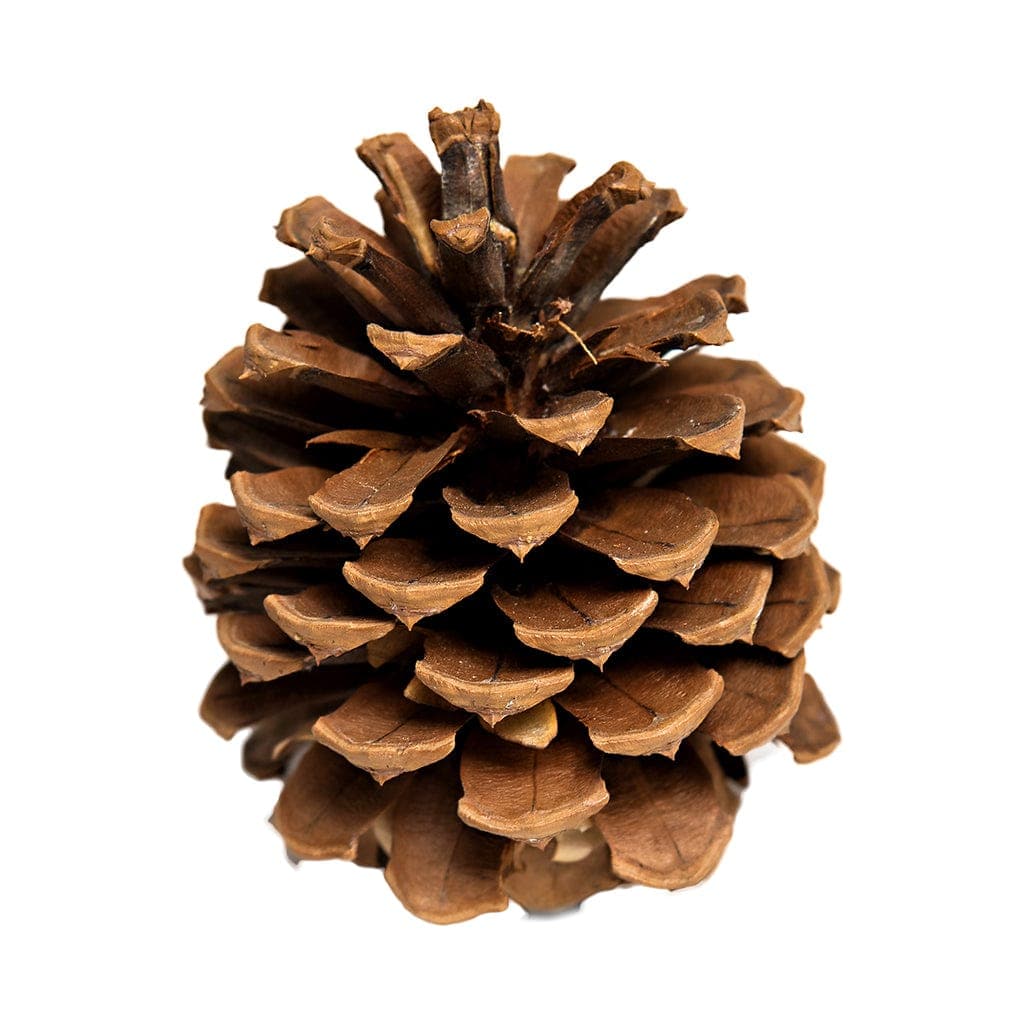 Totally Natural Pinecone - Small Pet Select U.S.
