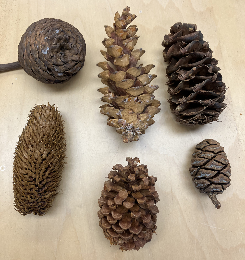 Im Glad You Asked: Pine Cones – UC Botanical Garden