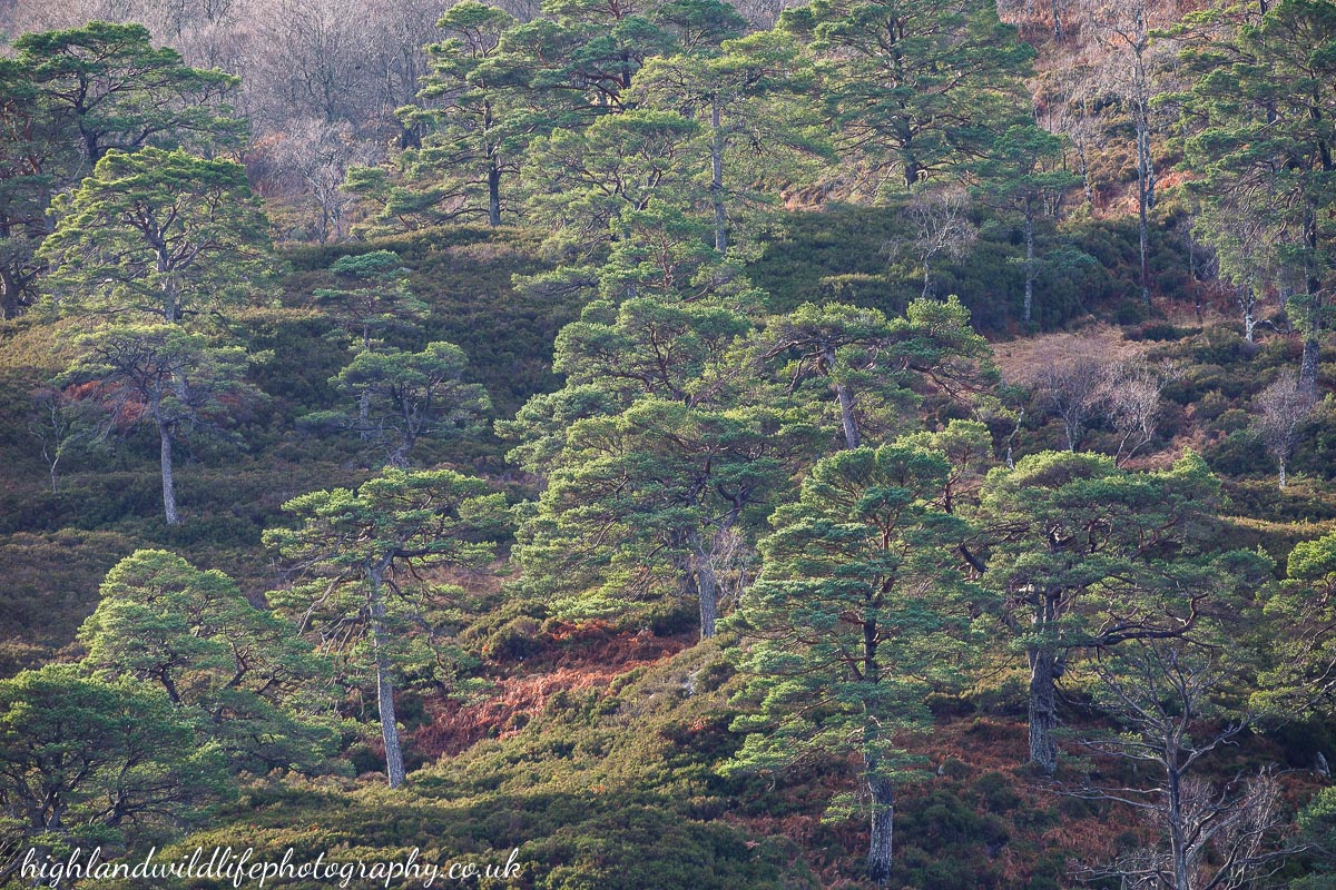Scotlands Native Pinewoods - Highland Wildlife Photography