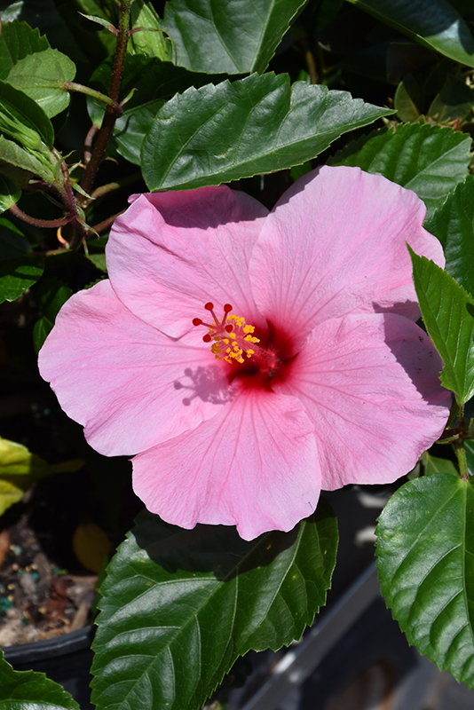 Seminole Pink Hibiscus (Hibiscus rosa-sinensis Seminole Pink) in ...