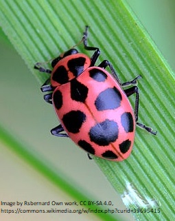 Pink Ladybugs in the Garden | Show Me Oz