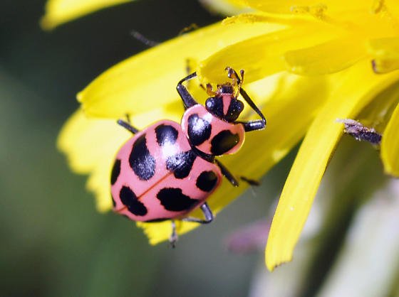 Exploring the World of Pink: A Wild Child Adventure with Pink Lady ...