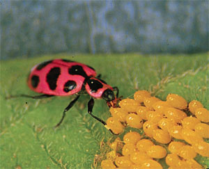 The Pink Spotted Lady Beetle // Integrated Crop and Pest ...