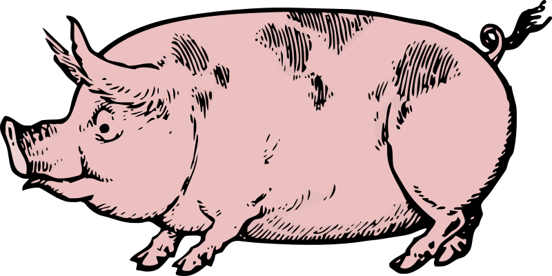 pink pig clipart