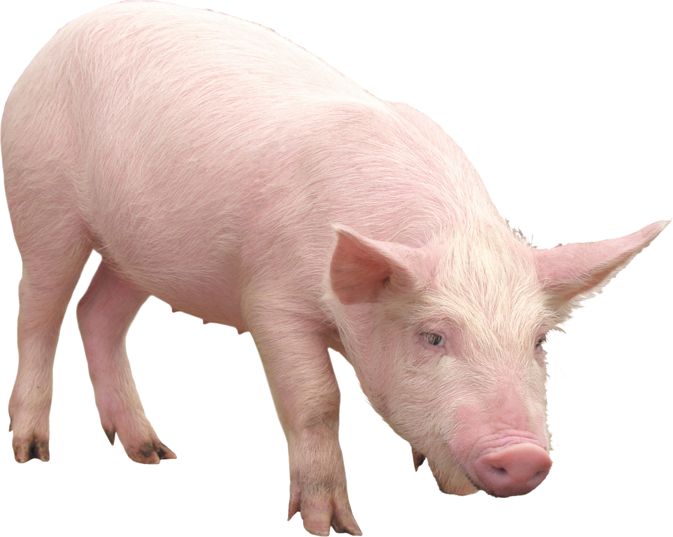 pink pig PNG image transparent image download, size: 2644x2111px