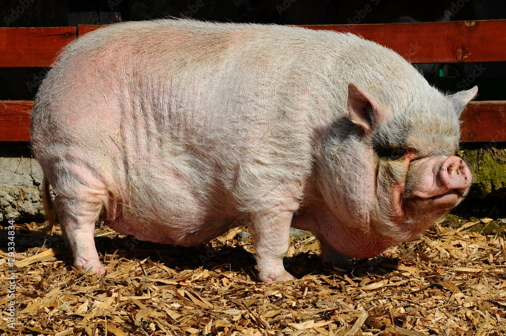 big pink pig Stock-Foto | Adobe Stock