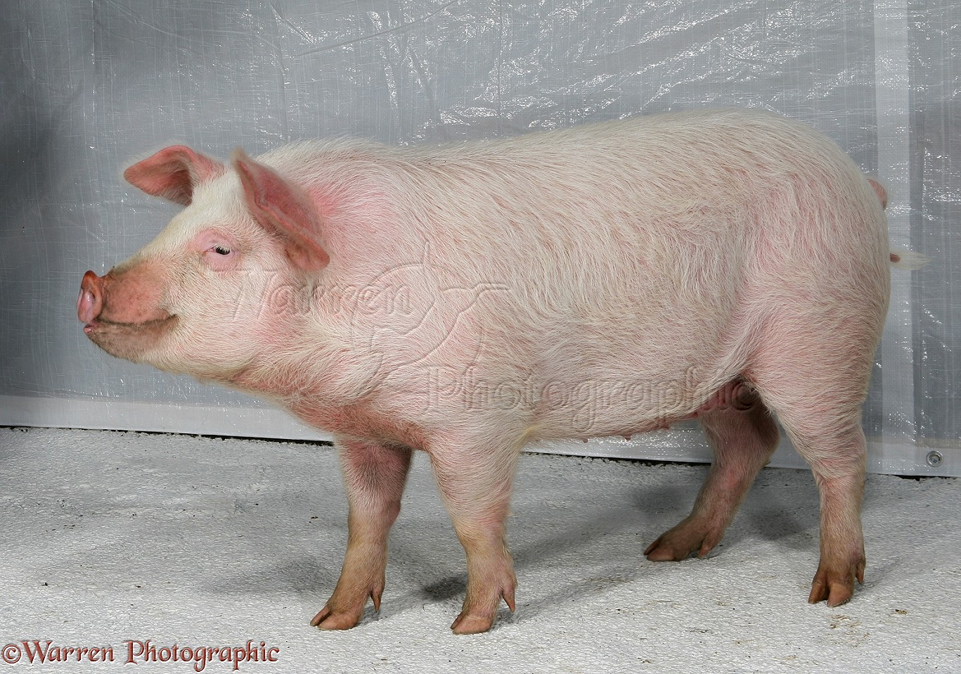 Pink pig photo WP13860