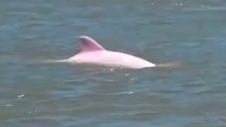 pink whaless