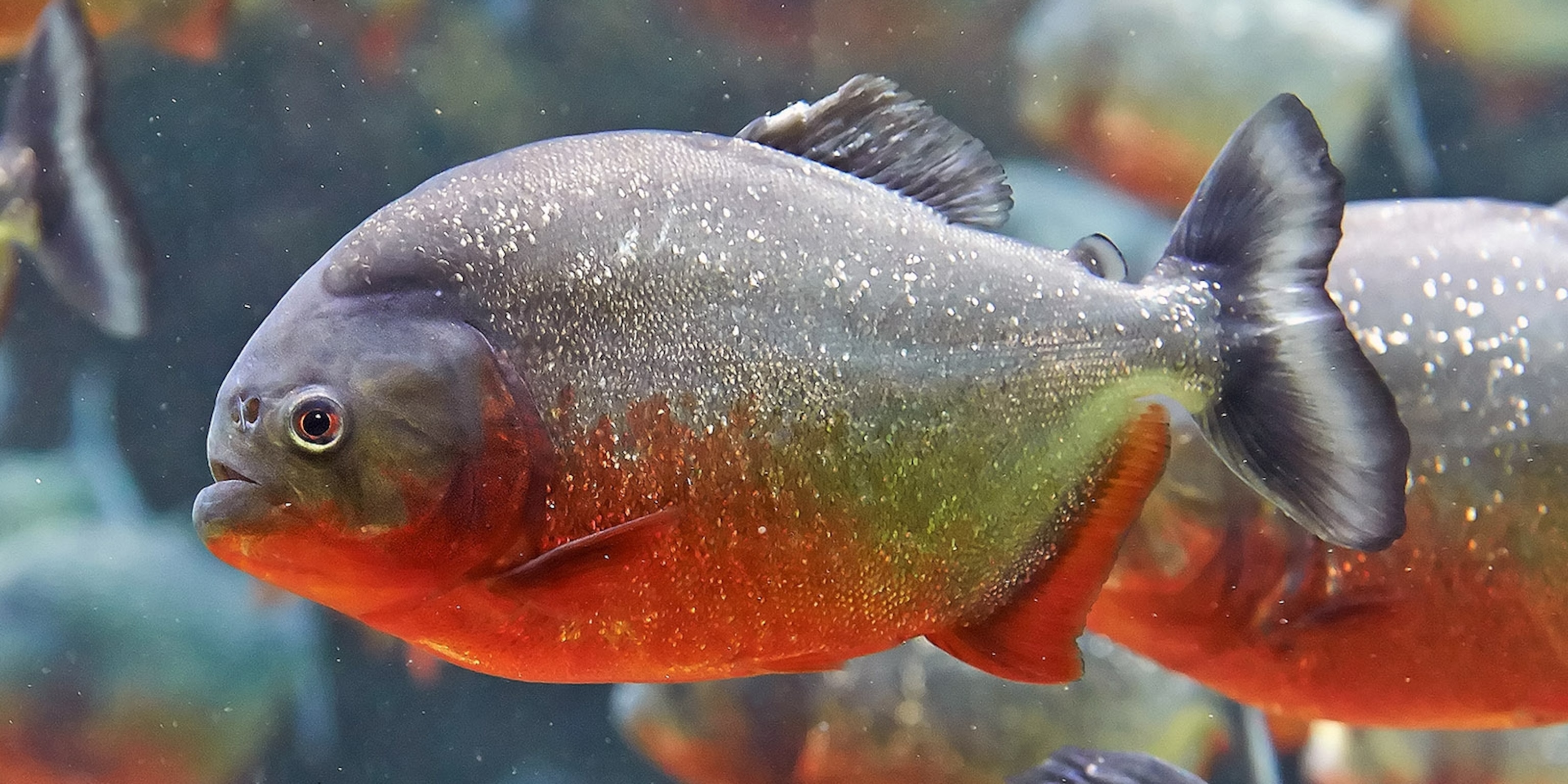 piranha pictures for kids