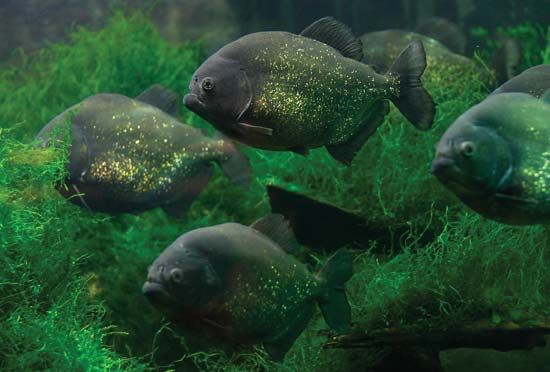piranha pictures for kids