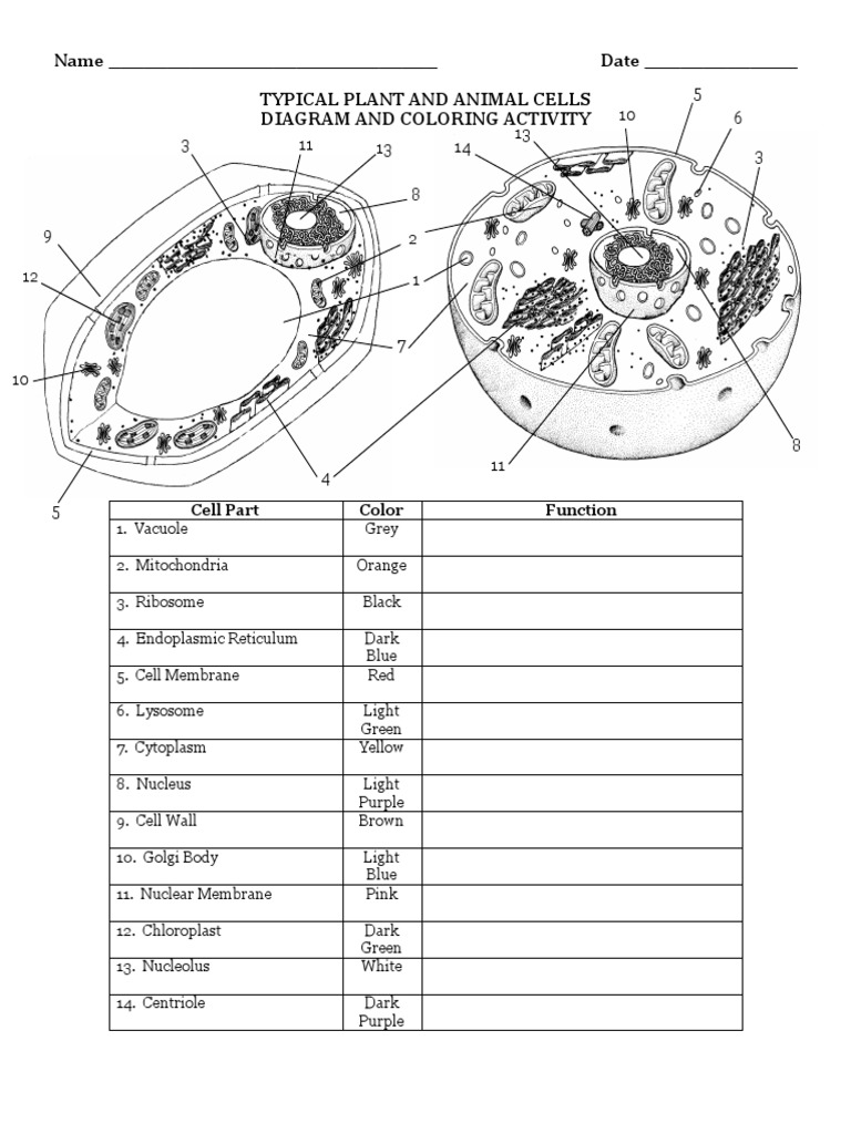 plant and animal cell coloring pages