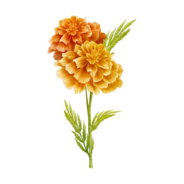 planting marigolds cliparts