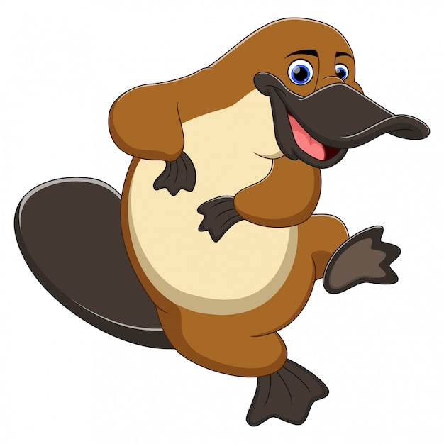 platypus pictures cartoon