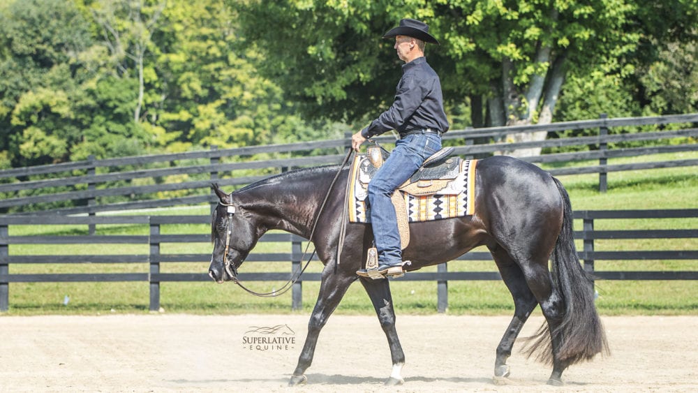 GoHorseShow - Breeding Western Pleasure Horses for Purpose and ...