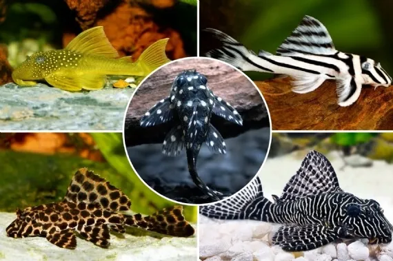 plecostomus cliparts