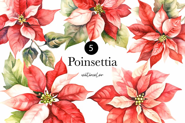 poinsettia cliparts