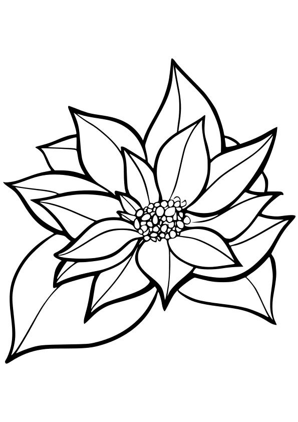 poinsettia coloring pages