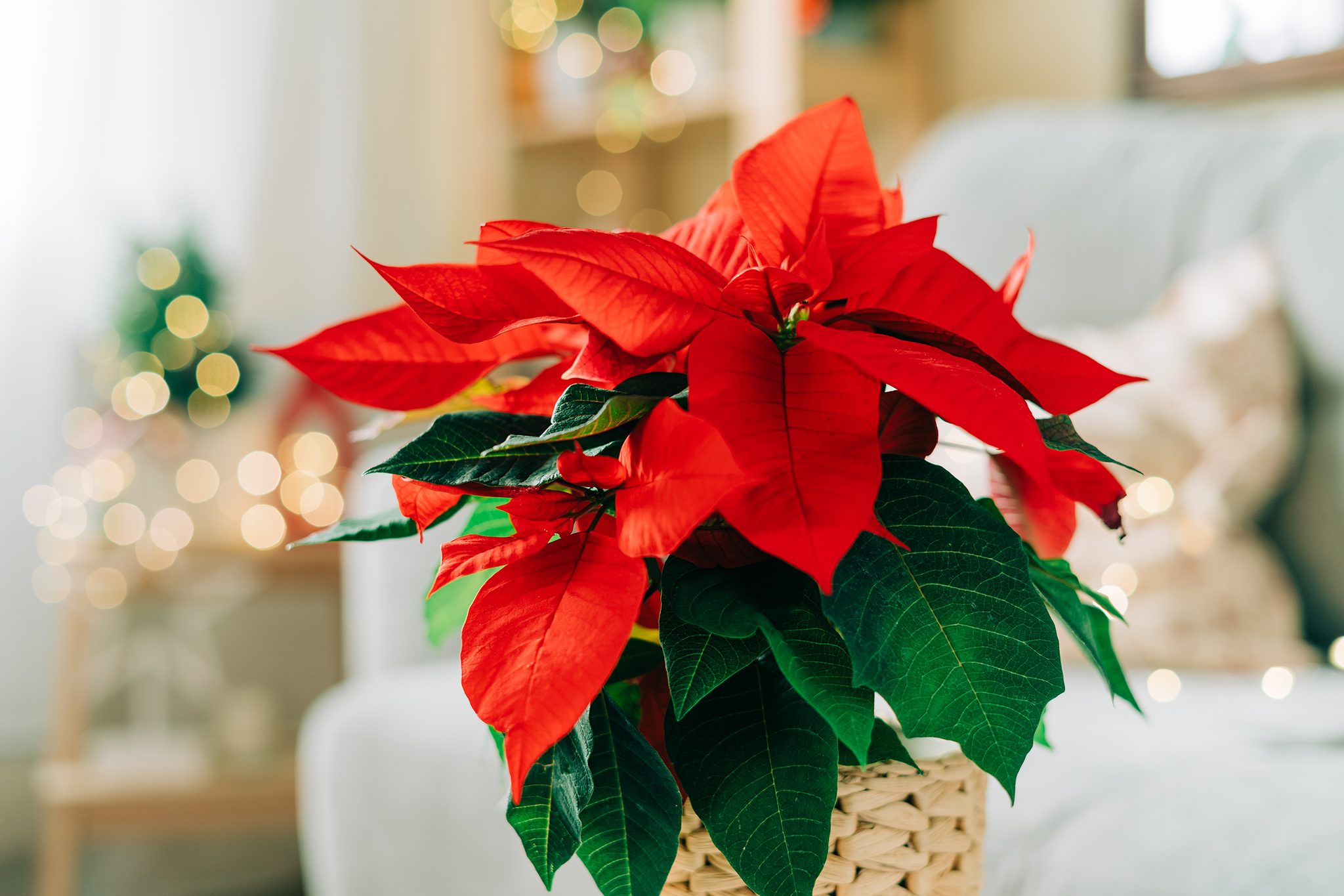 poinsettia picture