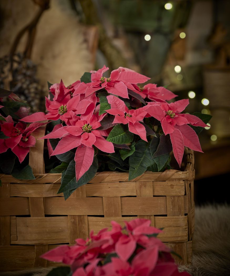 poinsettia picture