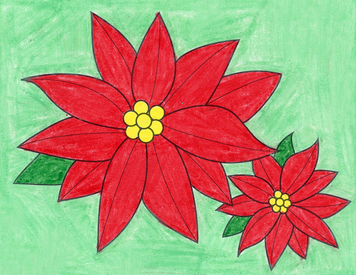 poinsettia picture