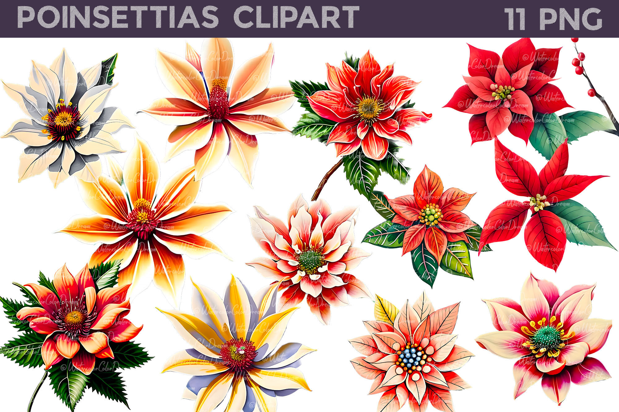 poinsettias cliparts