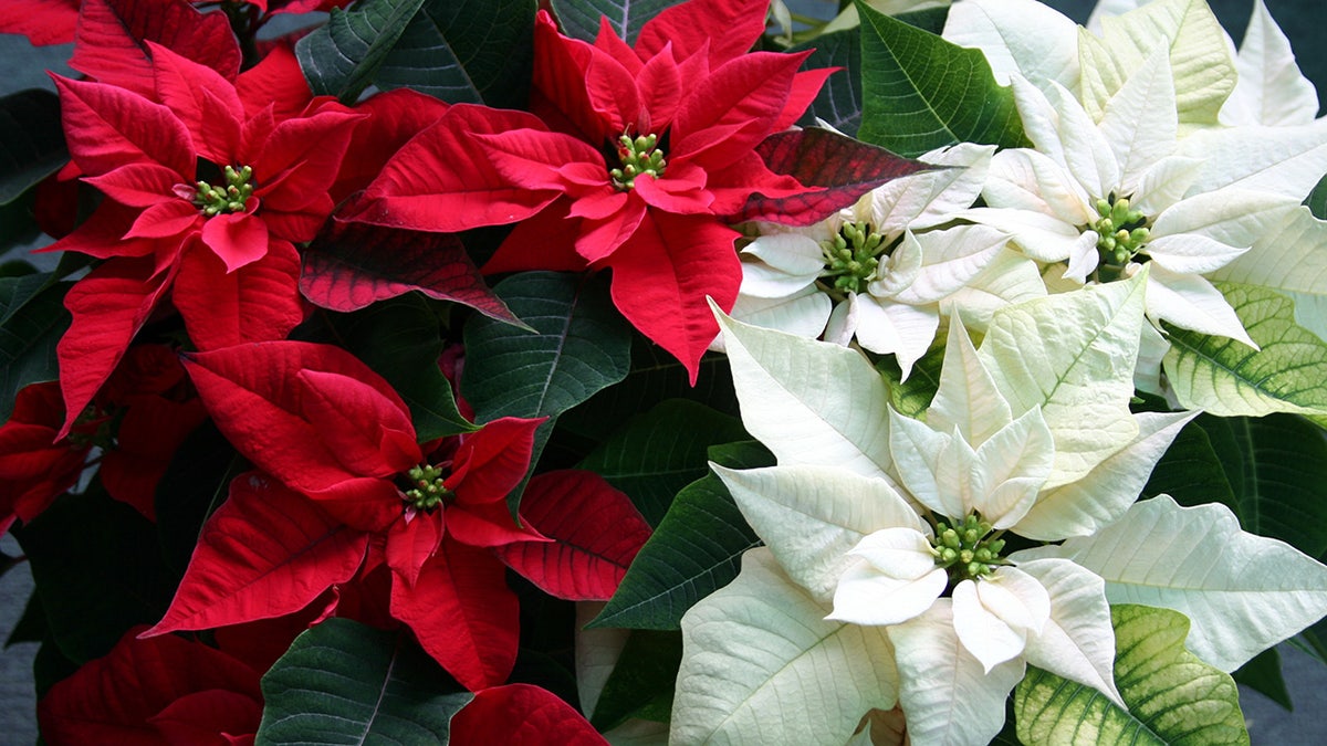 poinsettias